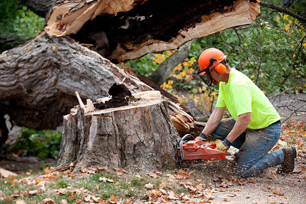 Madison, WV Tree Care  Company